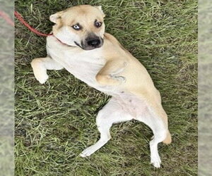 Labrador Retriever Dogs for adoption in Houston, TX, USA