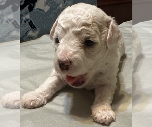 Bichpoo mix (+ Bichon Frise) Puppy for sale in SAN ANTONIO, TX, USA