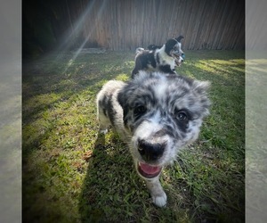 Australian Shepherd Puppy for sale in MIAMI, FL, USA