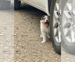 Small #4 Collie