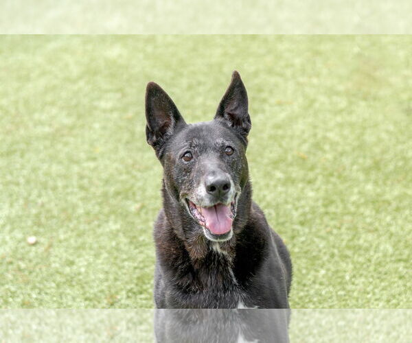 Medium Photo #1 Labrador Retriever-Unknown Mix Puppy For Sale in Hilton Head, SC, USA