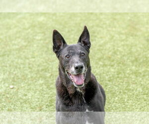 Labrador Retriever-Unknown Mix Dogs for adoption in Hilton Head, SC, USA