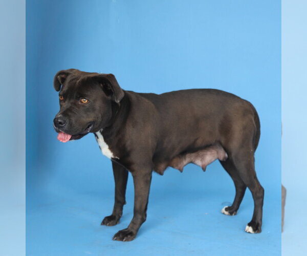 Medium Photo #3 Mutt Puppy For Sale in Pasadena, CA, USA