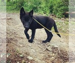 Small Photo #5 German Shepherd Dog Puppy For Sale in WASHINGTON, NJ, USA