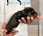 Small #16 Doberman Pinscher