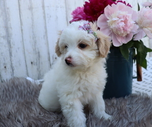 Pom-A-Poo-Poodle (Miniature) Mix Puppy for sale in HONEY BROOK, PA, USA