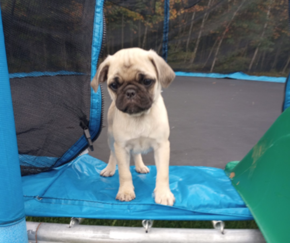 Medium Photo #1 Pug Puppy For Sale in FALL CREEK, WI, USA