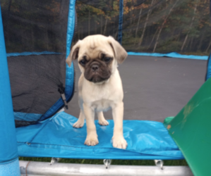 Medium Pug