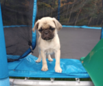 Puppy Heather Pug