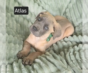 Cane Corso Puppy for sale in MINERAL WELLS, WV, USA