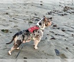Small Photo #1 American Bully Puppy For Sale in PORTLAND, OR, USA