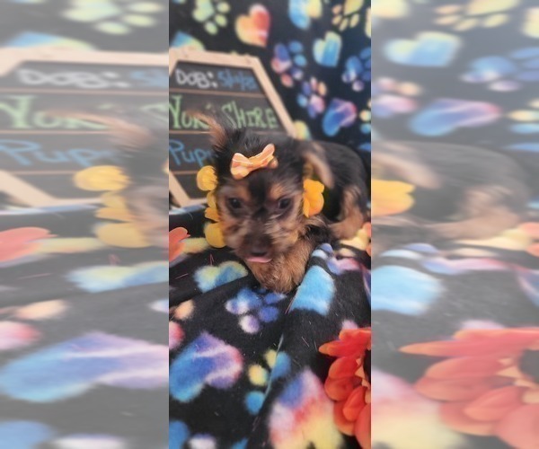 Medium Photo #3 Yorkshire Terrier Puppy For Sale in AKRON, OH, USA