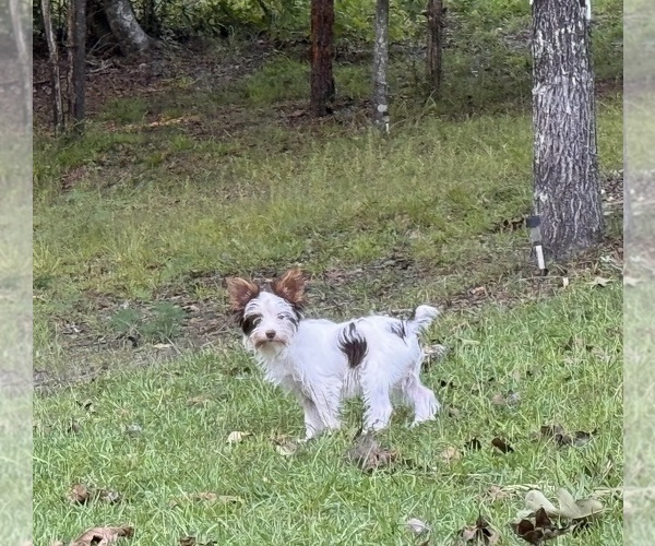 Medium Photo #1 Yorkshire Terrier Puppy For Sale in BROOKHAVEN, MS, USA