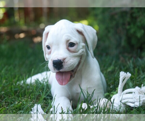 Medium Photo #2 Boxer Puppy For Sale in SHIPSHEWANA, IN, USA
