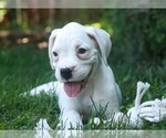 Small #1 Boxer