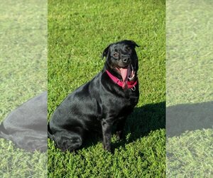 Magpie - Female Labrador Retriever-Unknown Mix Dog for Adoption - Photo #3
