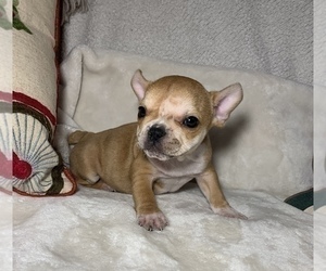 French Bulldog Puppy for sale in JOHNS ISLAND, SC, USA