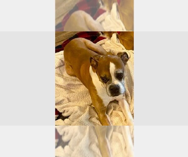 Medium Photo #1 Boxer Puppy For Sale in Austin, TX, USA