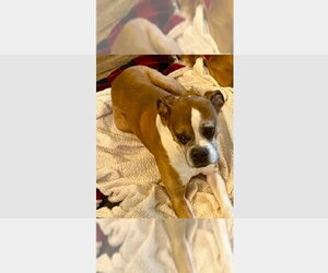 Boxer Dogs for adoption in Austin, TX, USA