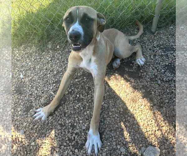 Medium Photo #3 Black Mouth Cur-Boxer Mix Puppy For Sale in Anniston, AL, USA