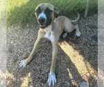 Small #2 Black Mouth Cur-Boxer Mix