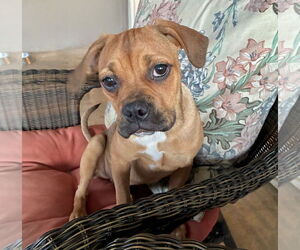 Beagle-Unknown Mix Dogs for adoption in Newport Beach, CA, USA