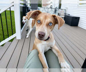 Pointer-Unknown Mix Dogs for adoption in Woodbury, NY, USA