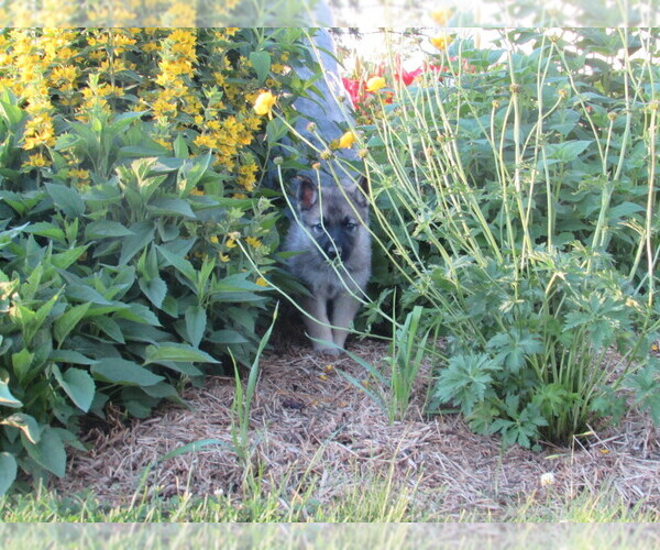 Medium Photo #7 Gerberian Shepsky Puppy For Sale in OWEN, WI, USA