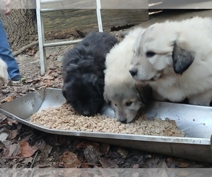 Anatolian Shepherd-Great Pyrenees Mix Puppy for sale in DALLAS, NC, USA