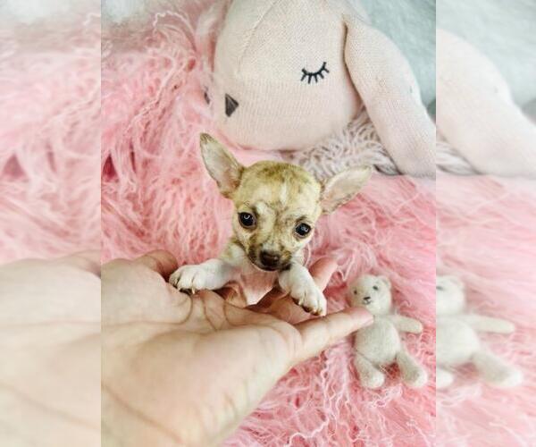 Medium Photo #3 Chihuahua Puppy For Sale in THONOTOSASSA, FL, USA