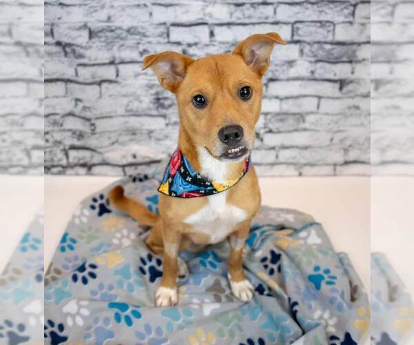 Medium Photo #2 Mutt Puppy For Sale in Kennesaw, GA, USA