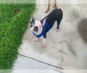 Boston Terrier Dogs for adoption in oakland, FL, USA