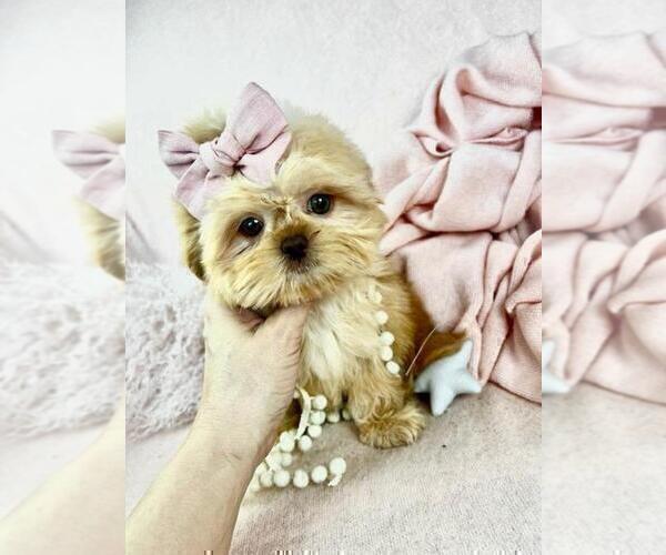 Medium Photo #10 Shih Tzu Puppy For Sale in TAMPA, FL, USA