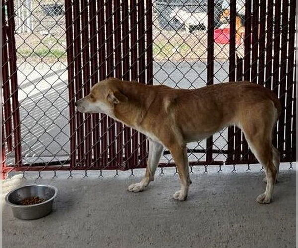 Medium Photo #2 Mutt Puppy For Sale in Chinook, MT, USA