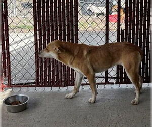 Leah - Female Mutt Dog for Adoption - Photo #2