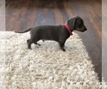 Small Photo #6 Dachshund Puppy For Sale in LOBELVILLE, TN, USA