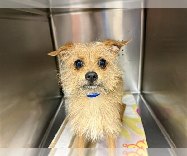 Medium Photo #1 Toxirn Puppy For Sale in Rancho Cucamonga, CA, USA