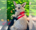 Small #1 Chihuahua Mix