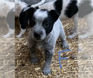 Australian Cattle Dog Puppy for sale in BEDFORD, KY, USA