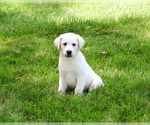 Small #6 Labrador Retriever