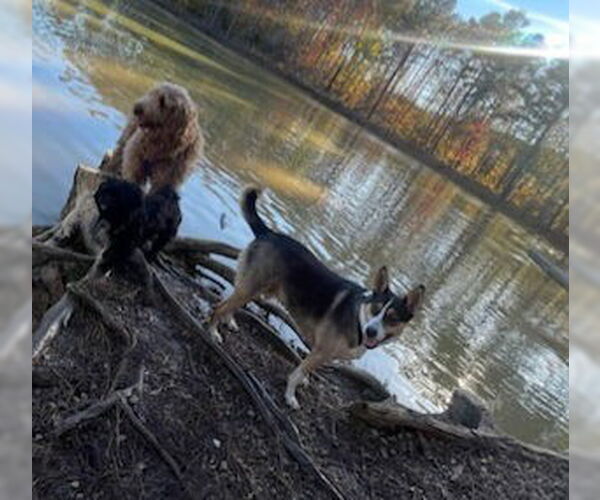Medium Photo #3 Australian Kelpie-Siberian Husky Mix Puppy For Sale in Chandler, AZ, USA