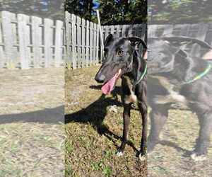 Greyhound Dogs for adoption in Cherry Hill, NJ, USA