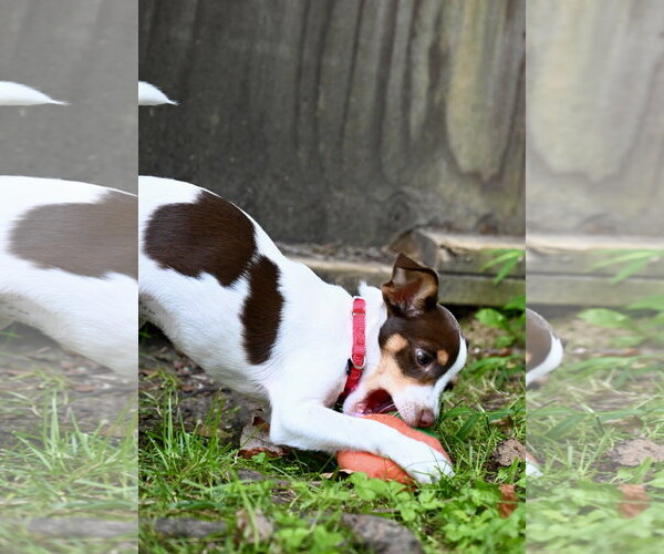 Medium Photo #3 Chihuahua-Unknown Mix Puppy For Sale in Wakefield, RI, USA