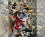 Puppy Dasher Bulldog