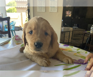 Golden Retriever Dog for Adoption in SURPRISE, Arizona USA