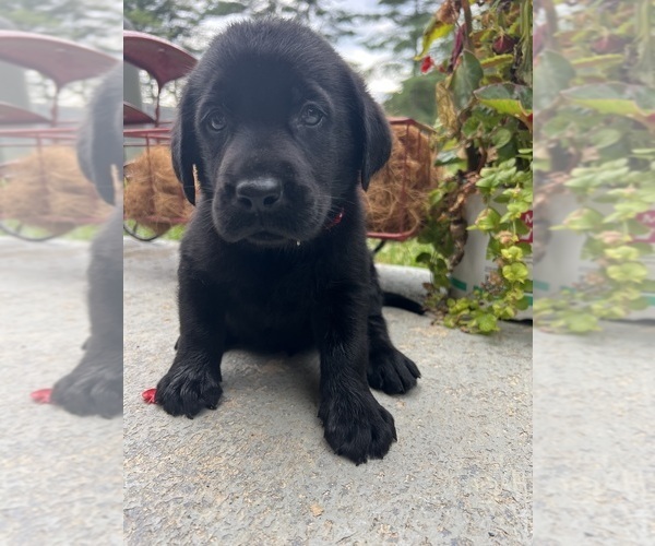 Medium Photo #13 Labrador Retriever Puppy For Sale in NEOLA, WV, USA