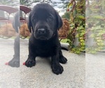 Small #12 Labrador Retriever