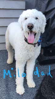 Medium Photo #2 Goldendoodle Puppy For Sale in SAINT CLAIR SHORES, MI, USA