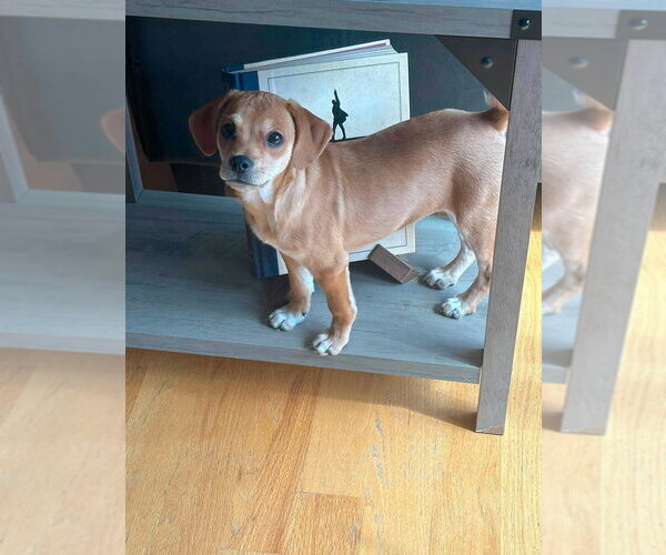 Medium Photo #4 Beagle-Unknown Mix Puppy For Sale in New York, NY, USA