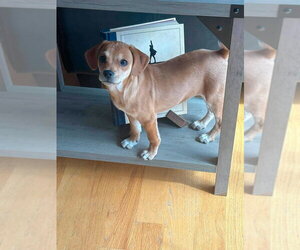 Bella (AL) - Female Beagle-Unknown Mix Dog for Adoption - Photo #4